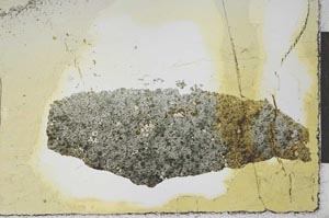 Plane Polarized, S22611