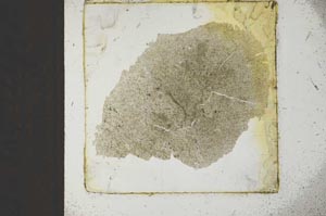 Plane Polarized, S22692