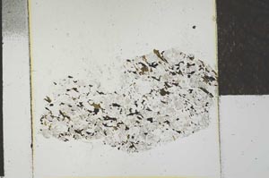 Plane Polarized, S22736