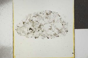 Plane Polarized, S22737