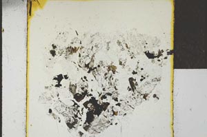 Plane Polarized, S22747