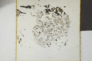 Plane Polarized, S22750