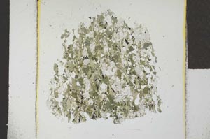 Plane Polarized, S22764