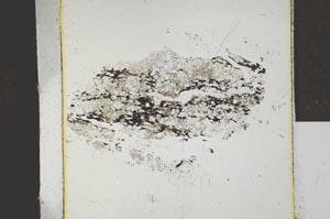 Plane Polarized, S22767