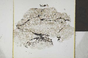 Plane Polarized, S22768