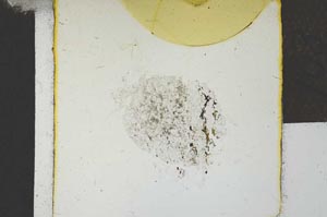 Plane Polarized, S22773