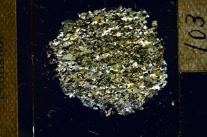 Cross Polarized, S22787