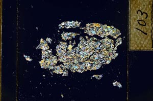 Cross Polarized, S22793