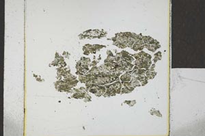 Plane Polarized, S22793