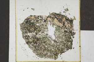 Plane Polarized, S22793/A