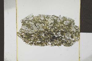 Plane Polarized, S22794