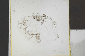 Plane Polarized, S22804