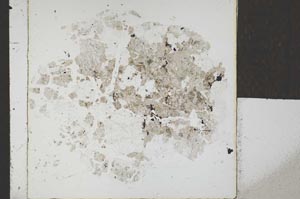 Plane Polarized, S22809