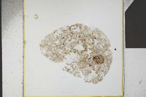 Plane Polarized, S22811