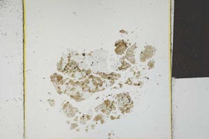 Plane Polarized, S22811/A