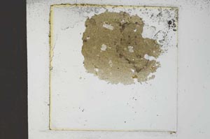 Plane Polarized, S22906