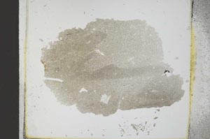 Plane Polarized, S22908