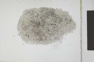 Plane Polarized, S22915