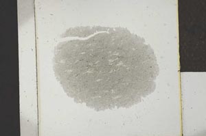 Plane Polarized, S22941