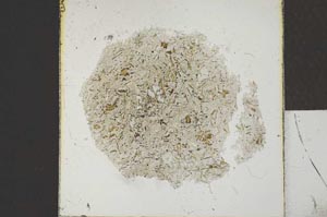 Plane Polarized, S22942
