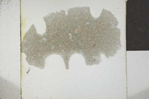 Plane Polarized, S22950