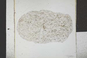 Plane Polarized, S23010