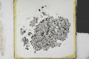 Plane Polarized, S23024