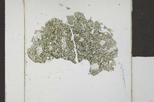 Plane Polarized, S23081