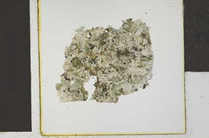 Plane Polarized, S23085