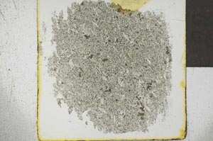 Plane Polarized, S23135