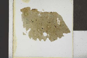 Plane Polarized, S23137