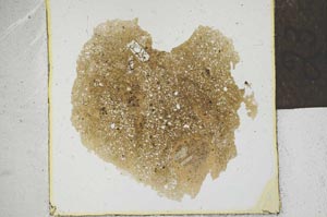 Plane Polarized, S23139