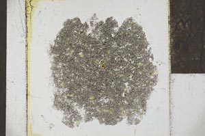 Plane Polarized, S23142