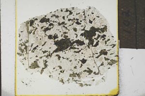 Plane Polarized, S23145