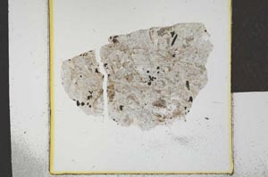 Plane Polarized, S23157