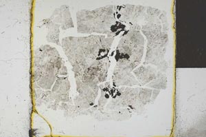 Plane Polarized, S23160