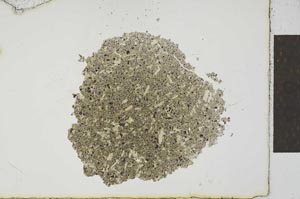 Plane Polarized, S23163
