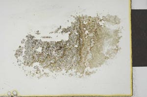 Plane Polarized, S23167