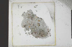 Plane Polarized, S23211