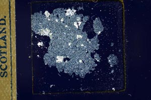 Cross Polarized, S23221