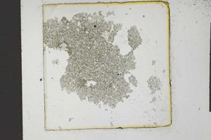 Plane Polarized, S23221