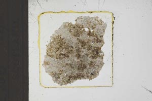 Plane Polarized, S23269
