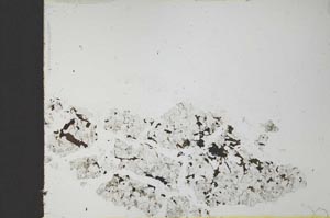 Plane Polarized, S23276