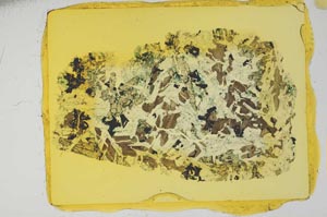 Plane Polarized, S18546/A