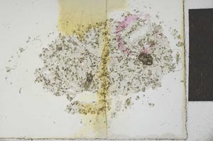 Plane Polarized, S23314