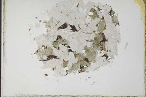 Plane Polarized, S23363