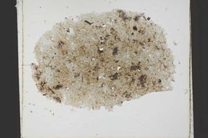 Plane Polarized, S23389