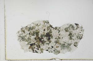 Plane Polarized, S23393