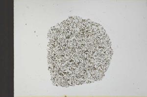 Plane Polarized, S23445