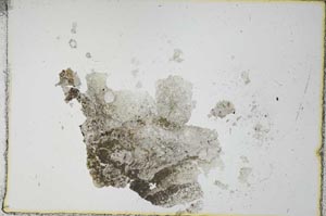 Plane Polarized, S23446